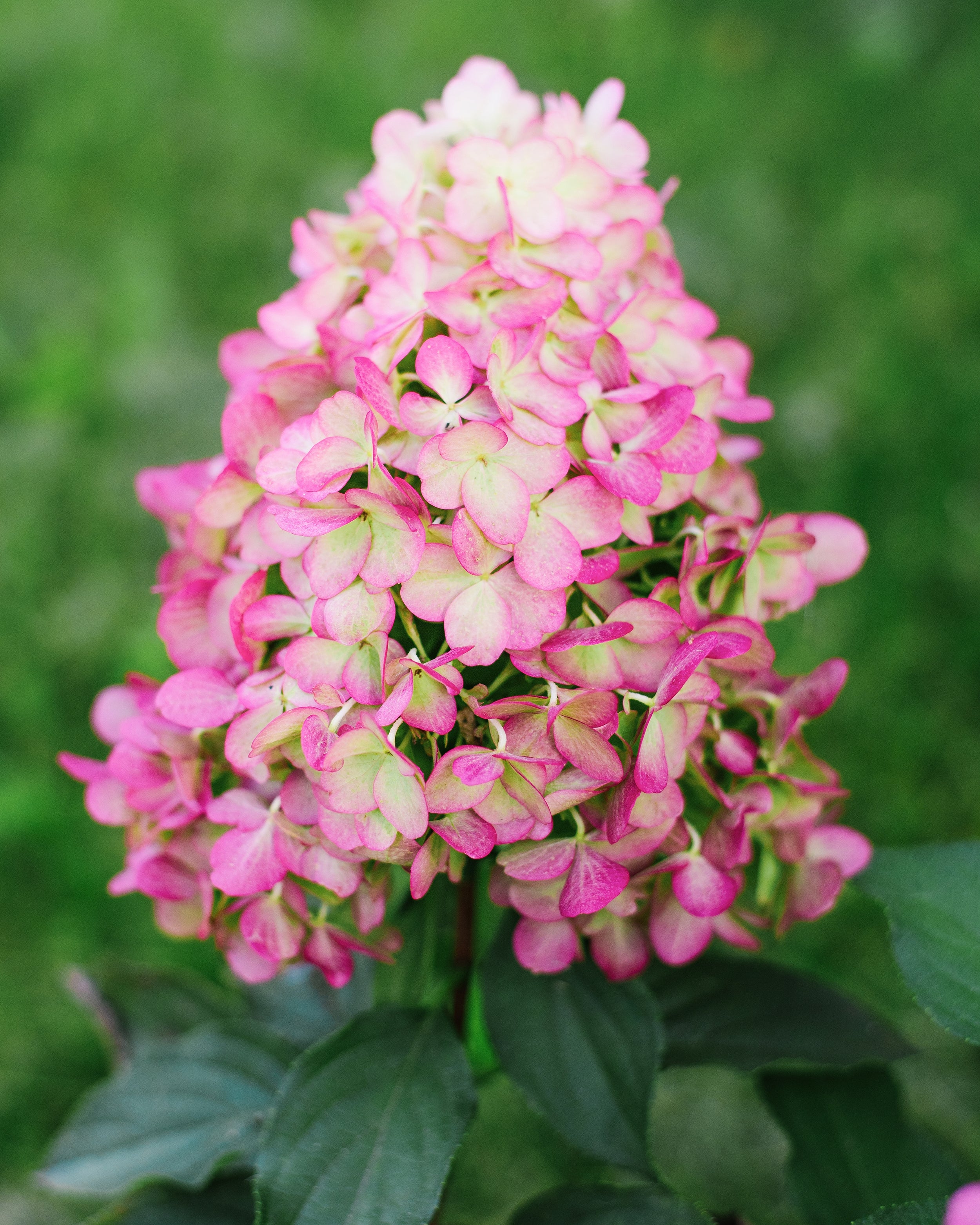 Hydrangea Hercules Rhs Hydrangea paniculata 'Hercules' bare roots | Buy giant hydrangeas ...
