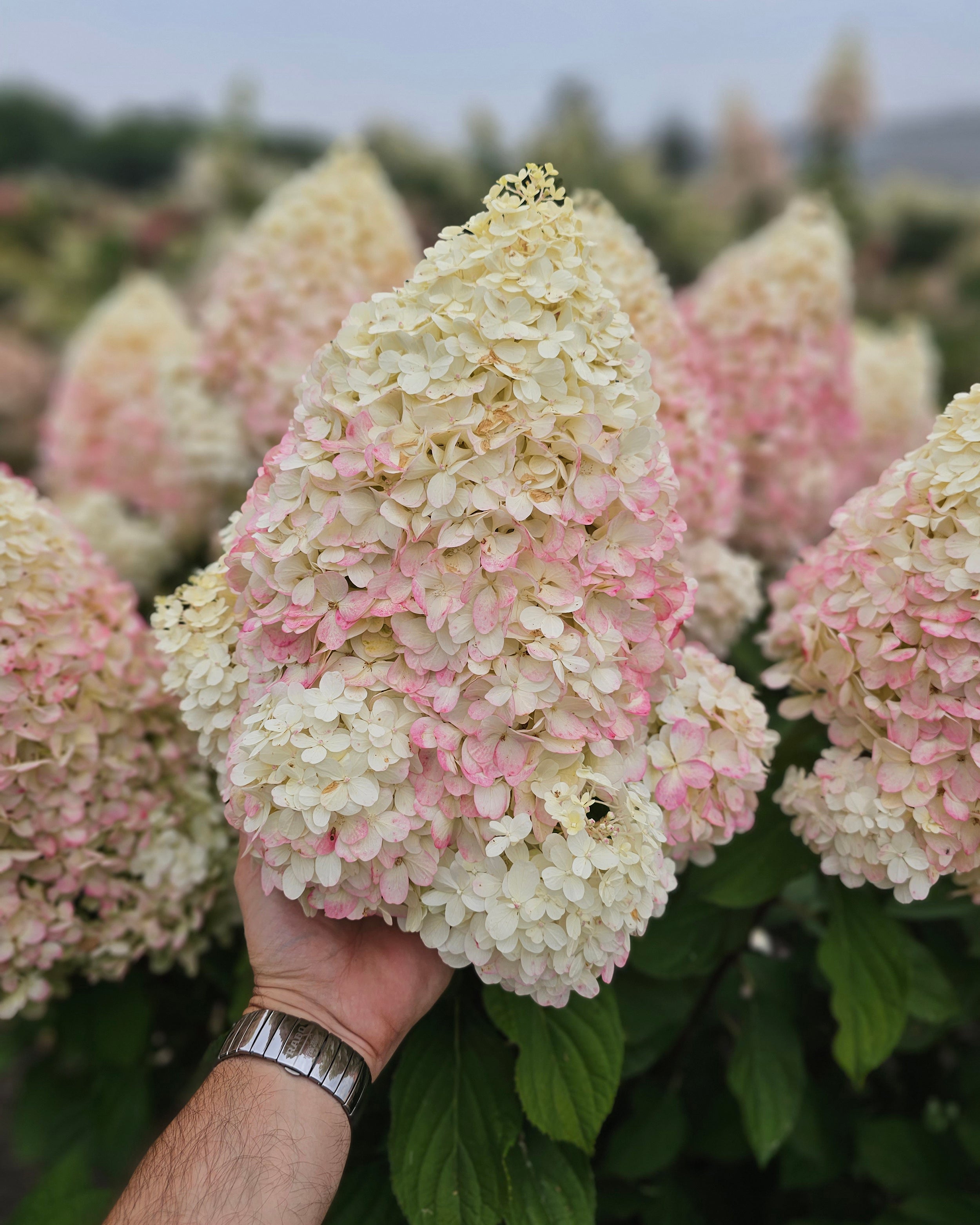 Hydrangea Hercules Rhs Hydrangea paniculata 'Hercules' bare roots | Buy giant hydrangeas ...