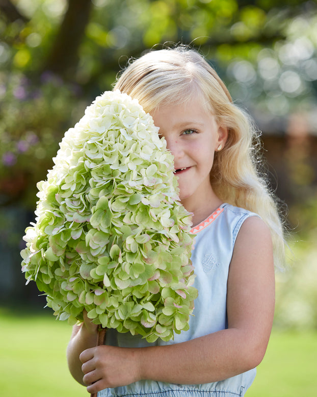 Hydrangea 'Hercules'