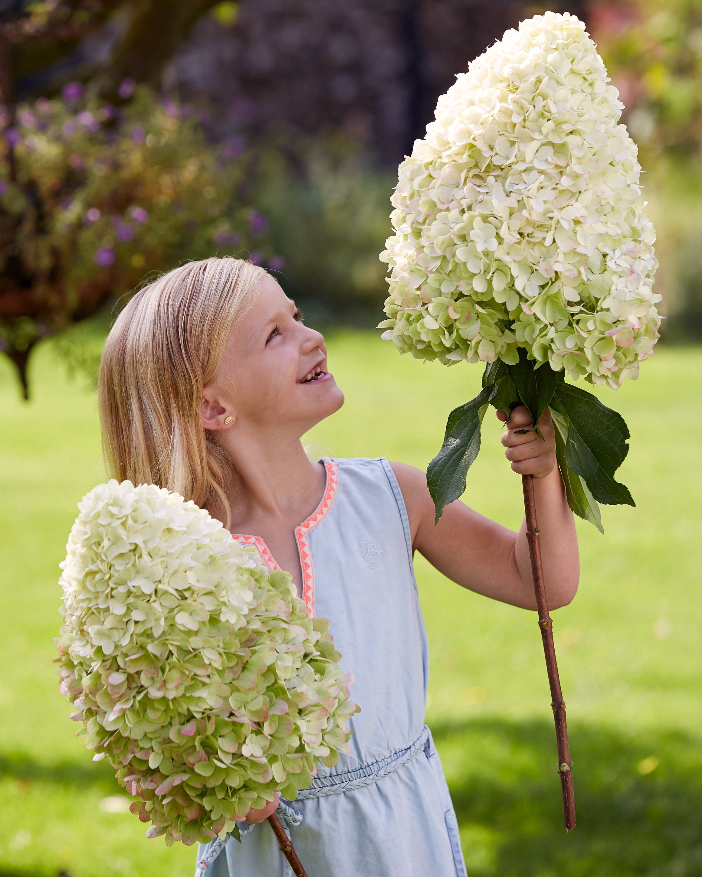 Hydrangea Hercules Rhs Hydrangea paniculata 'Hercules' bare roots | Buy giant hydrangeas ...