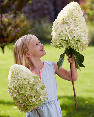 Hydrangea 'Hercules'
