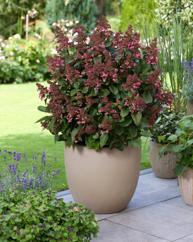 Hydrangea 'Living Infinity'