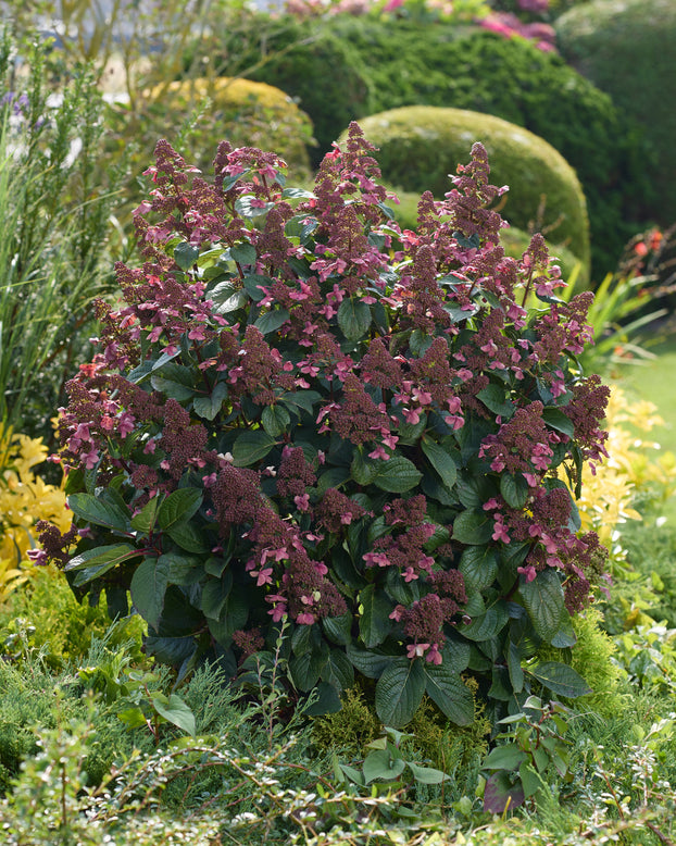 Purple flowering hydrangea in a garden setting with greenery and other plants.