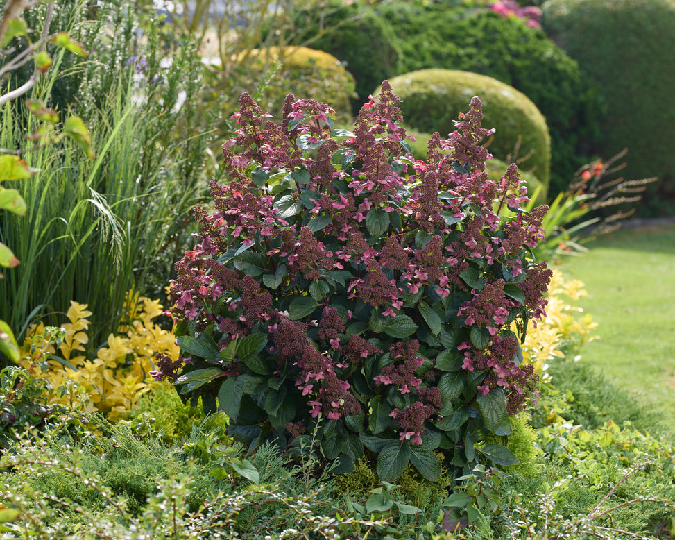 Hydrangea 'Living Infinity'