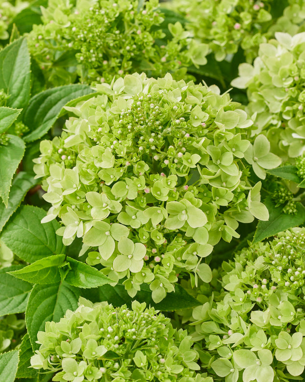 Hydrangea 'Little Apple'