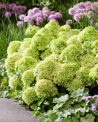 Green hydrangeas with purple flowers in the background