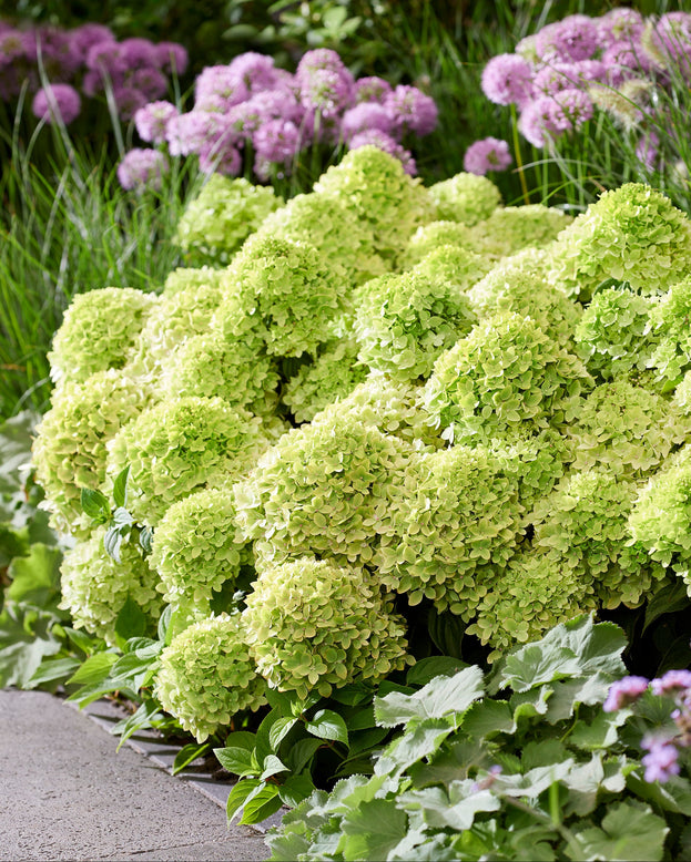 Green hydrangeas with purple flowers in the background