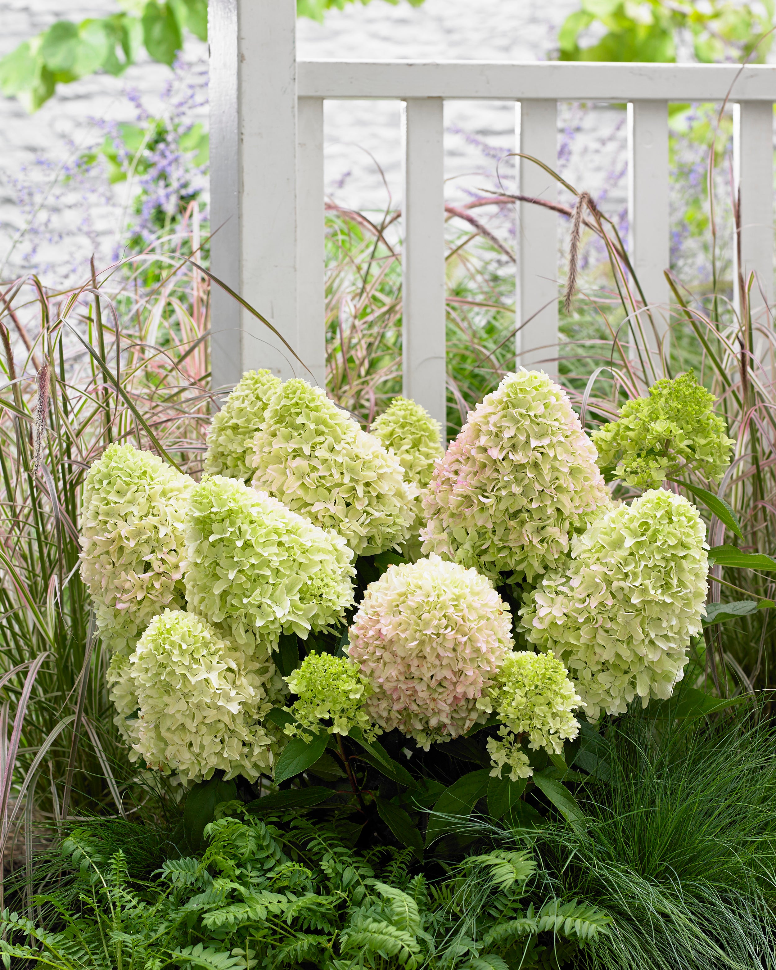 Hydrangea Paniculata Little Fresco Bare Roots Buy Online At Farmer Hydrangea Paniculata Little Fresco Bare Roots Buy Online At Farmer