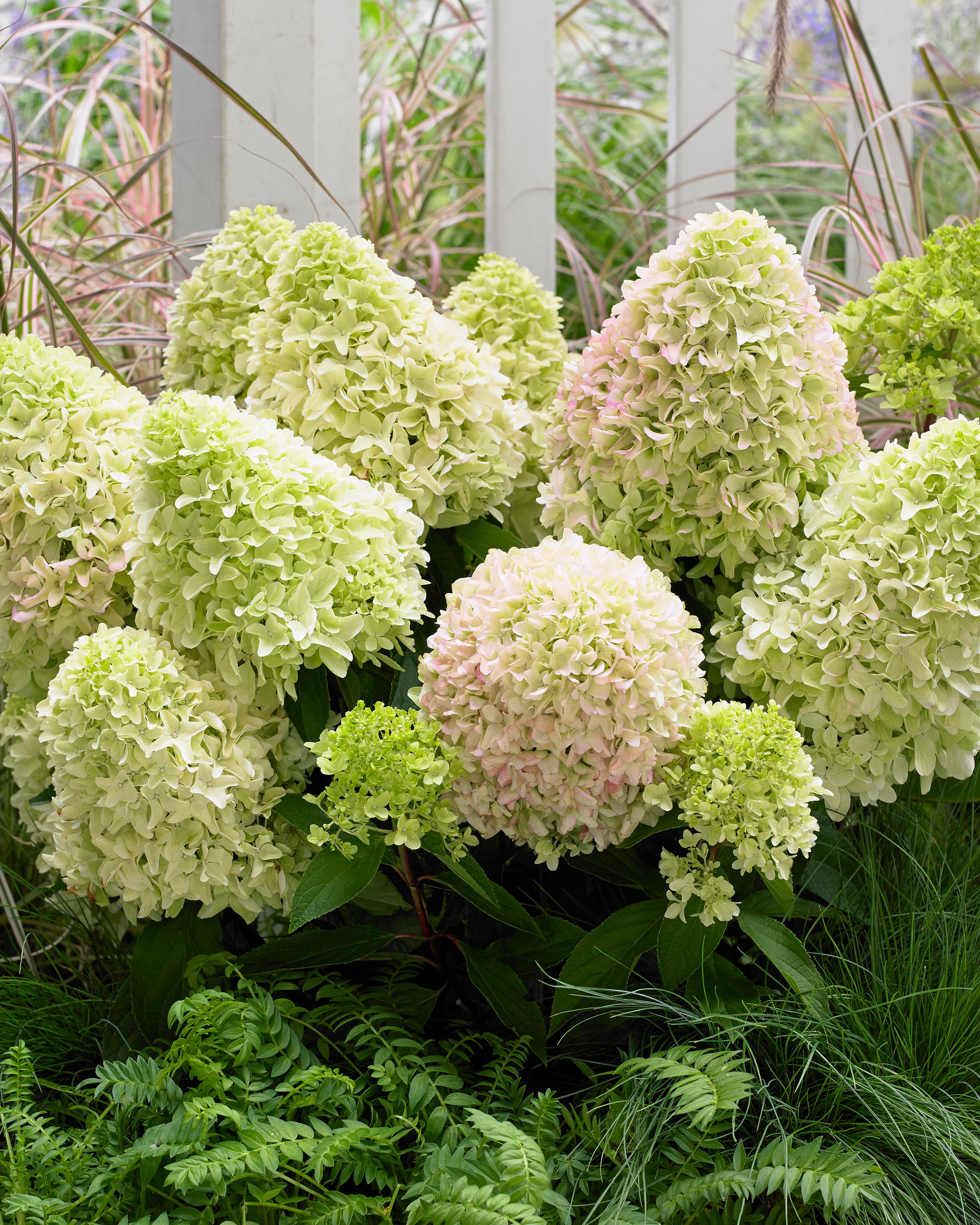 Hydrangea Paniculata Little Fresco Bare Roots Buy Online At Farmer Hydrangea Paniculata Little Fresco Bare Roots Buy Online At Farmer