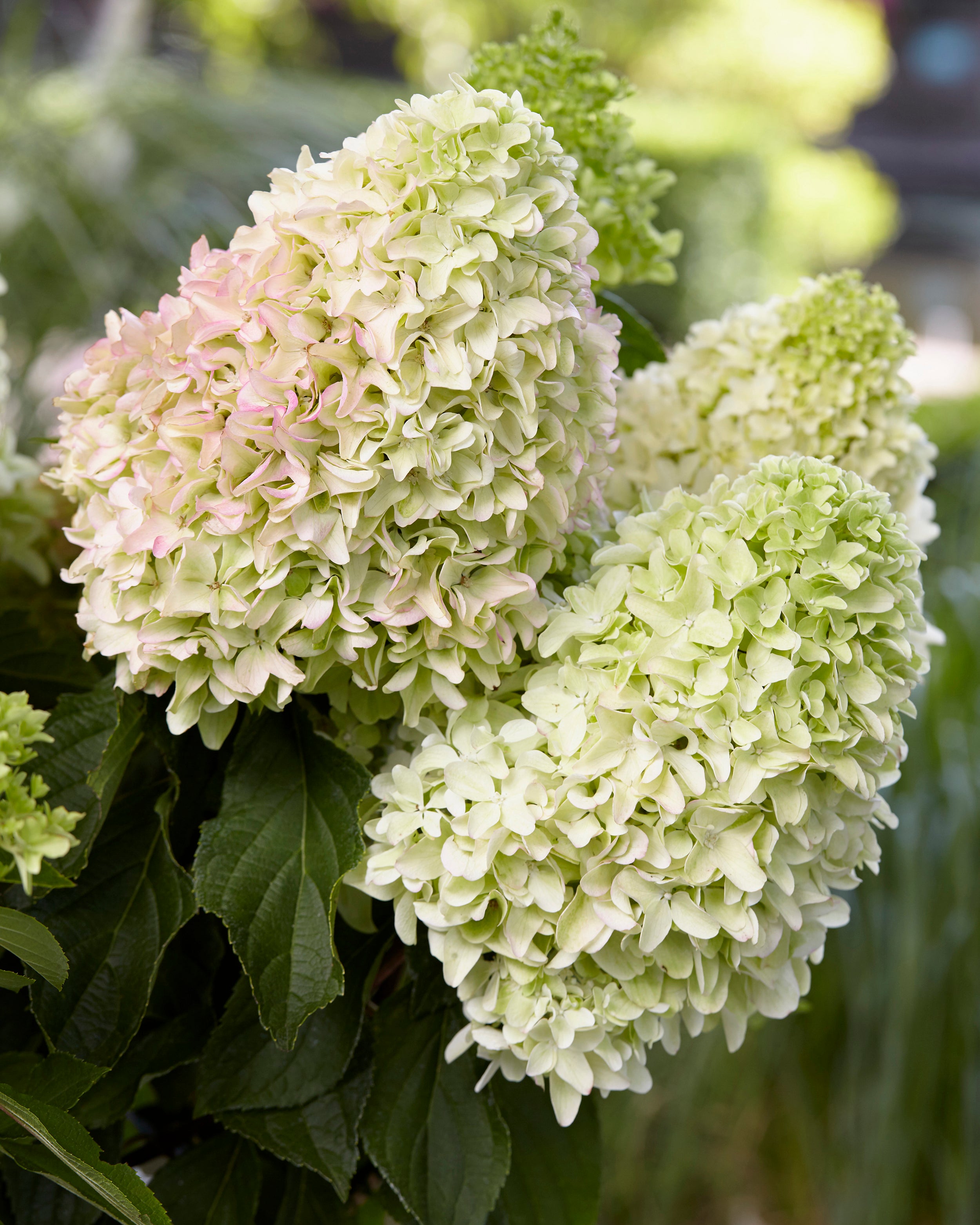 Hydrangea Paniculata Little Fresco Bare Roots Buy Online At Farmer Hydrangea Paniculata Little Fresco Bare Roots Buy Online At Farmer