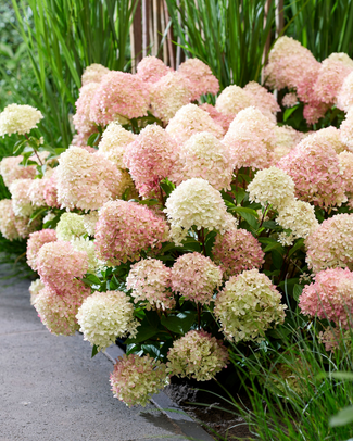 Hydrangea 'Little Love'