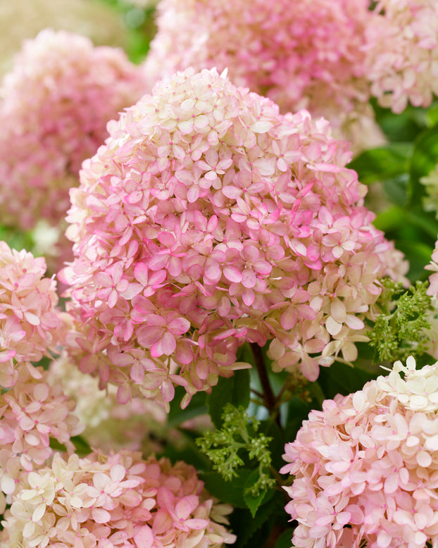 Hydrangea 'Little Love'