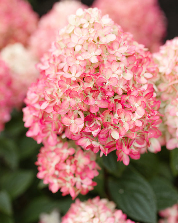 Hydrangea 'Little Love'