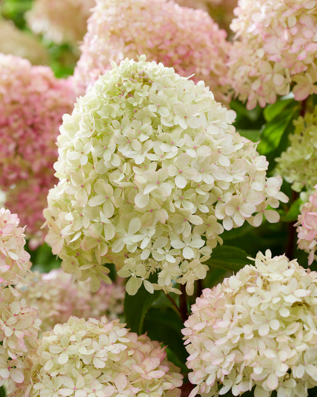 Hydrangea 'Little Love'