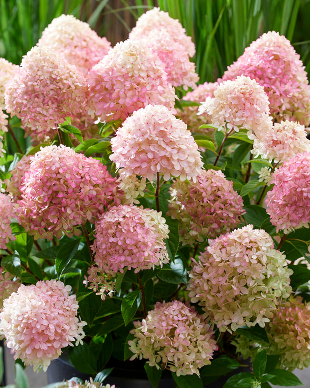 Hydrangea 'Little Love'