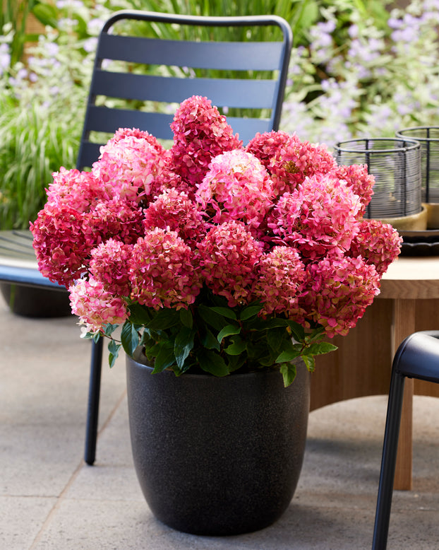 Hydrangea 'Little Rosy'