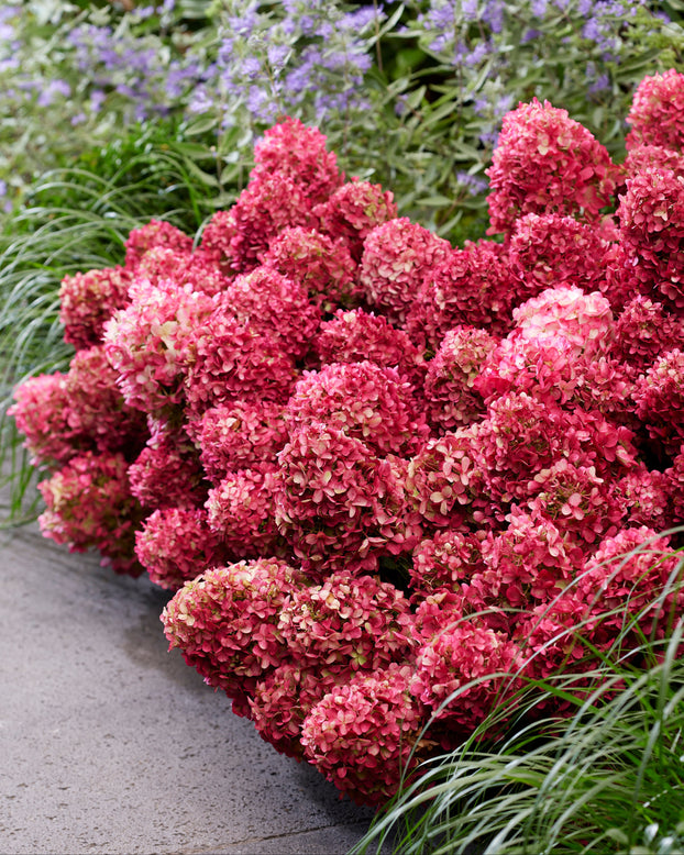 Pink hydrangea with green foliage in a garden setting