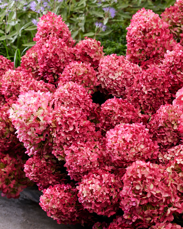 Hydrangea 'Little Rosy'