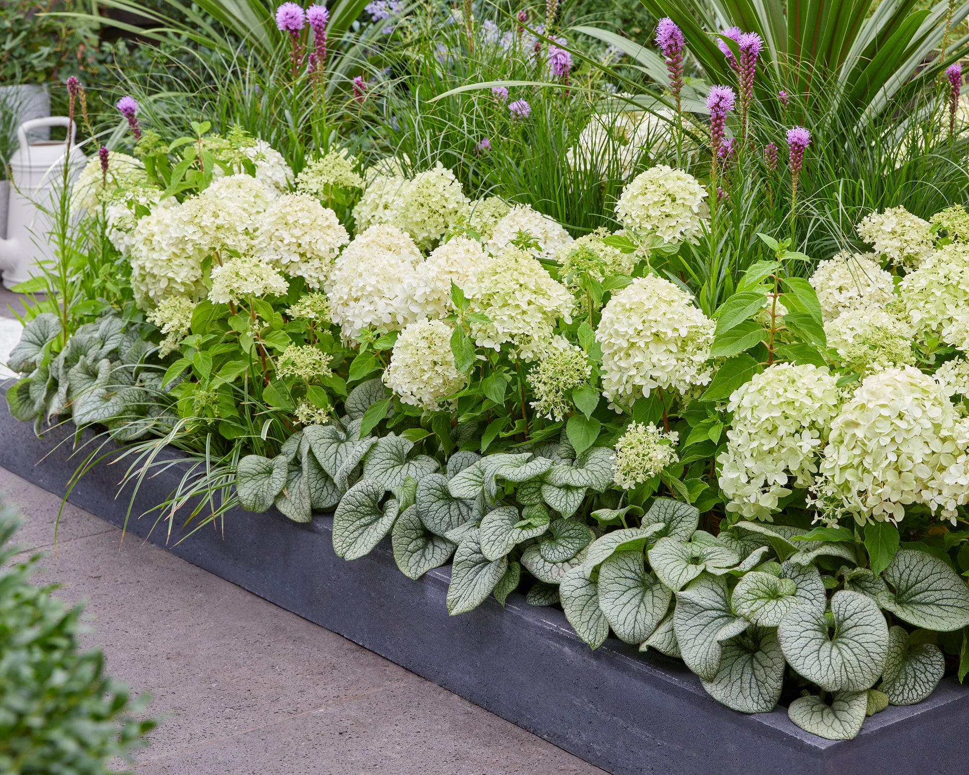 Hydrangea Drawf Hydrangea paniculata 'Little Spooky' bare roots | Buy dwarf hortensias ...