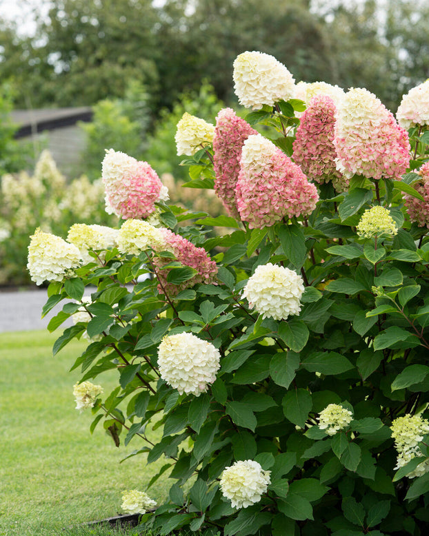Hydrangea 'Living Colourful Cocktail'