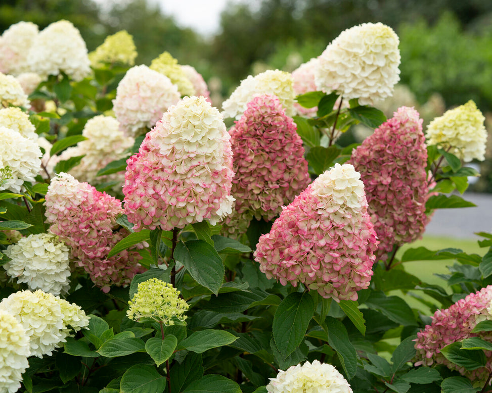 Hydrangea 'Living Colourful Cocktail'