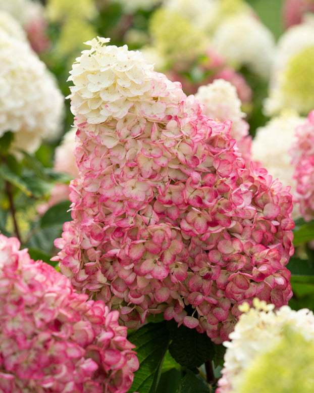 Hydrangea 'Living Colourful Cocktail'