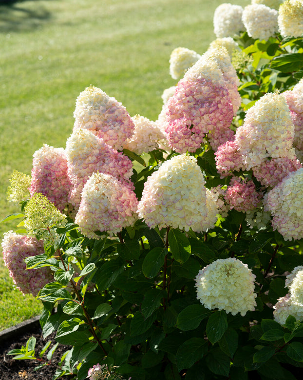 Hydrangea 'Living Colourful Cocktail'
