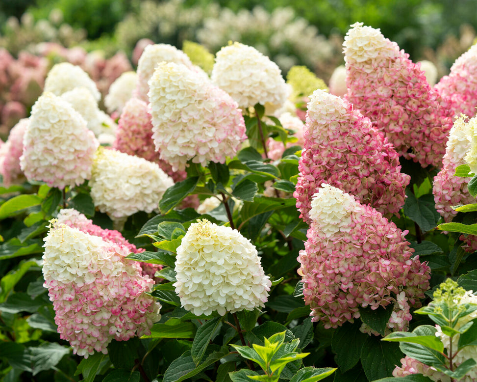 Hydrangea 'Living Colourful Cocktail'
