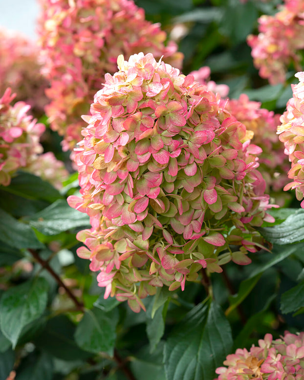 Hydrangea 'Mojito'