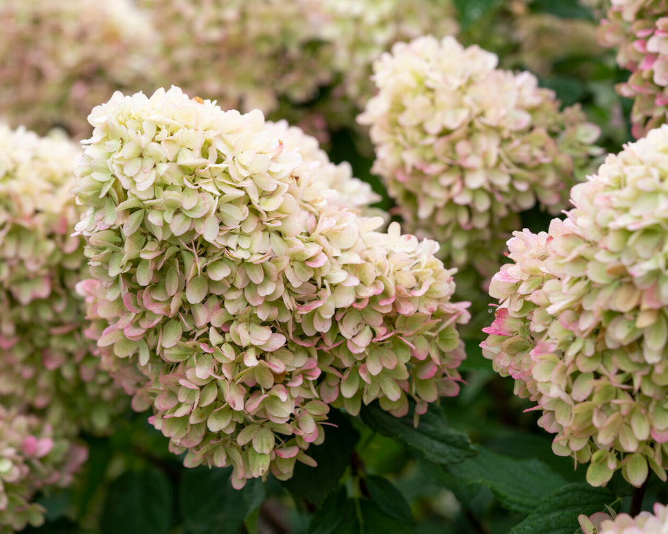 Hydrangea 'Mojito'