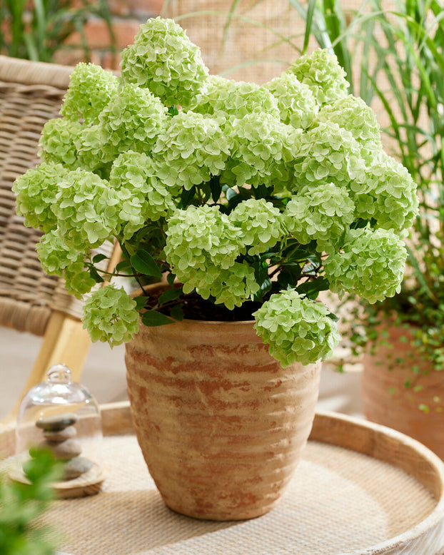 Potted green hydrangea on a round wooden table with a blurred background