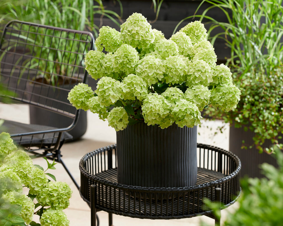 Hydrangea 'Petite Cherry'