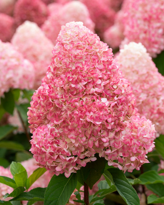 Hydrangea 'Living Pink & Rose'