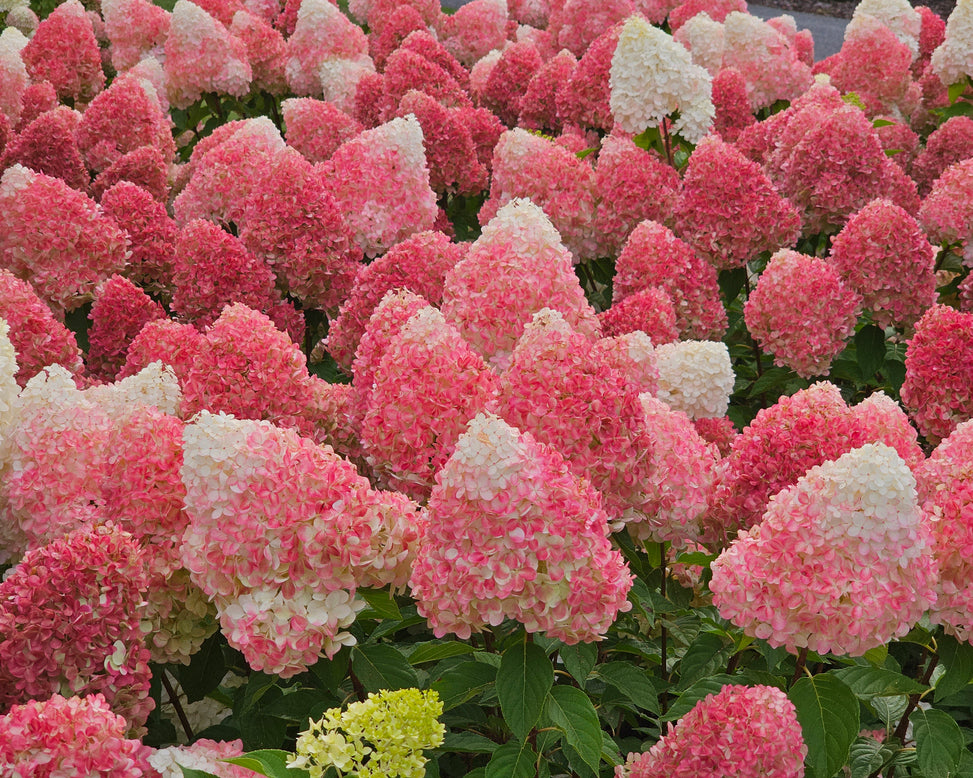 Hydrangea 'Living Pink & Rose'