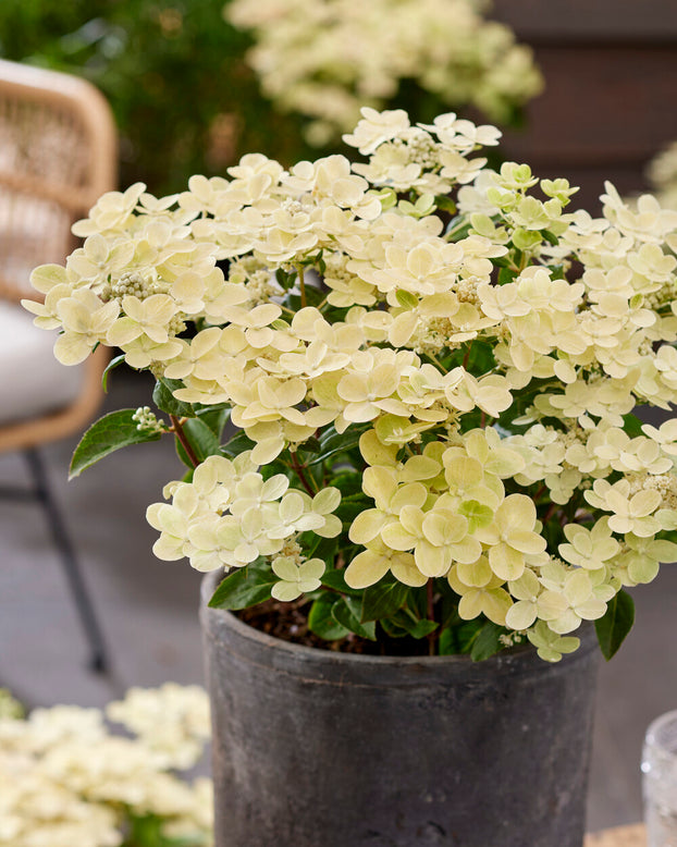 Hydrangea 'Polestar'