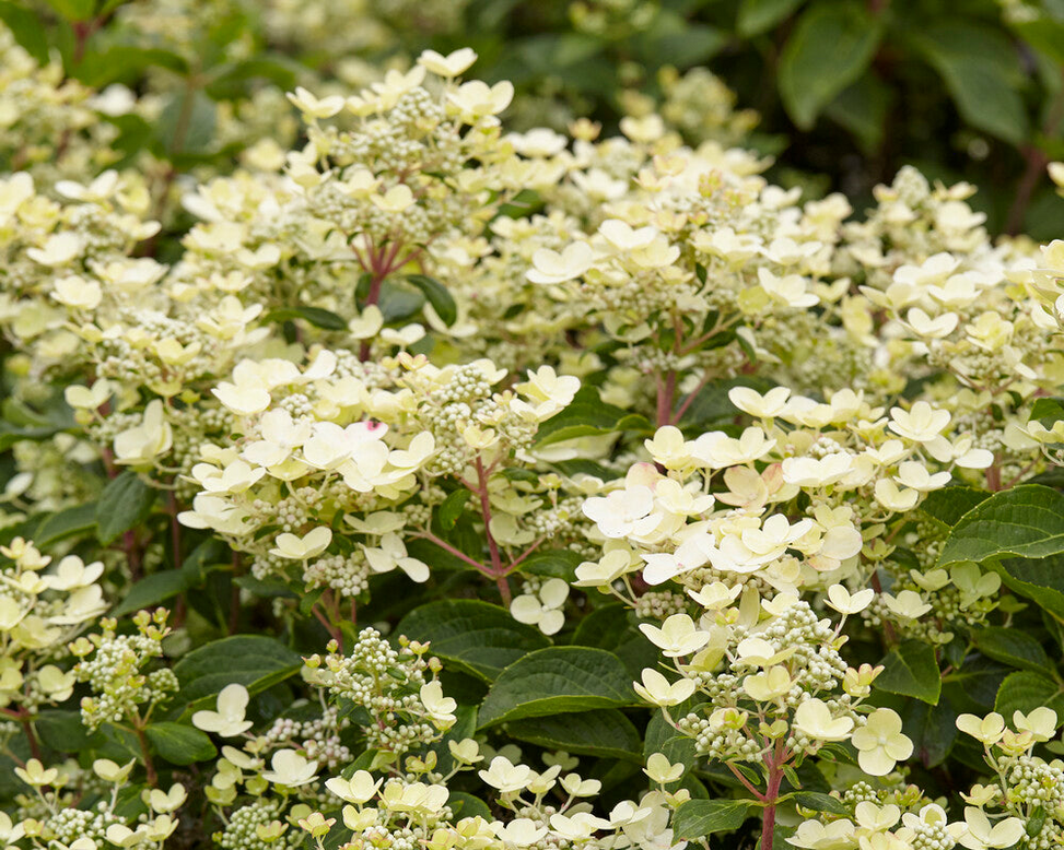 Hydrangea 'Polestar'