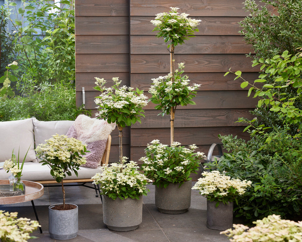 Hydrangea 'Polestar'