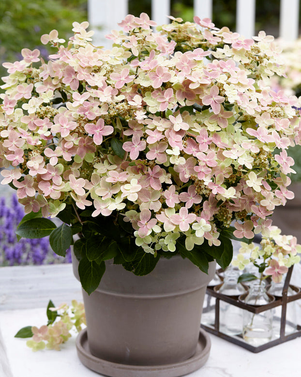 Hydrangea 'Polestar'