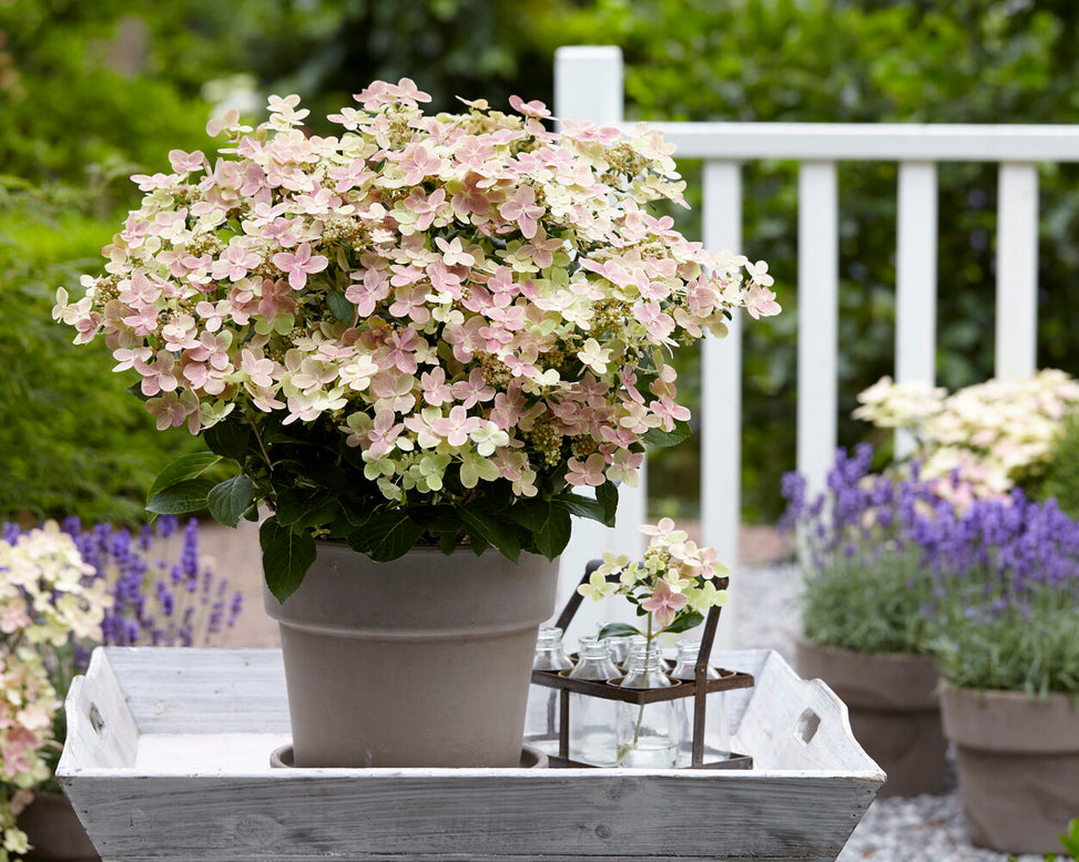 Hydrangea 'Polestar'