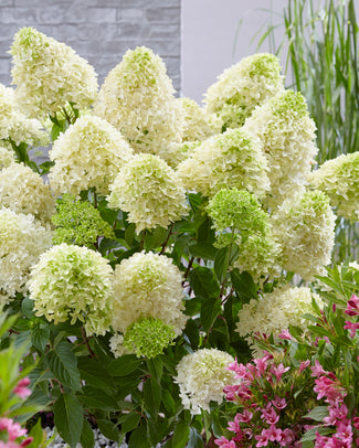 Hydrangea 'Skyfall'
