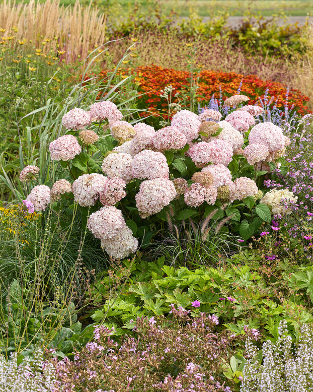 Hydrangea 'Stand Up Pink'