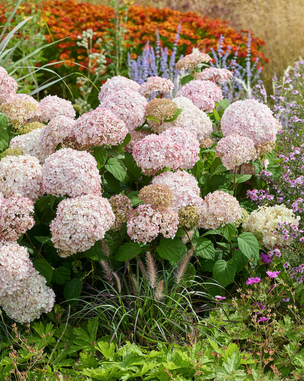 Hydrangea 'Stand Up Pink'