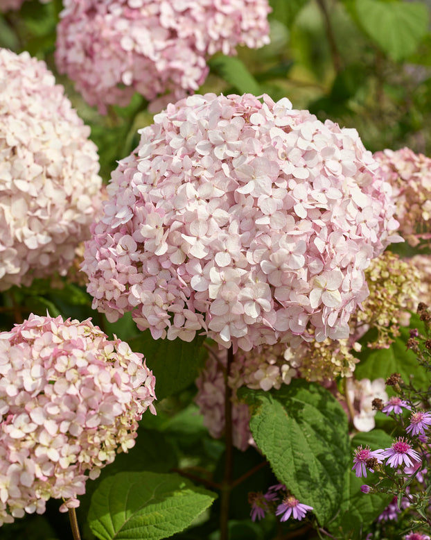 Hydrangea 'Stand Up Pink'