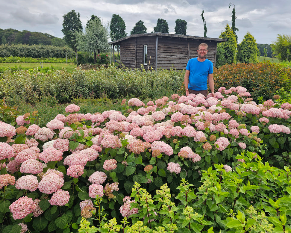 Hydrangea 'Stand Up Pink'
