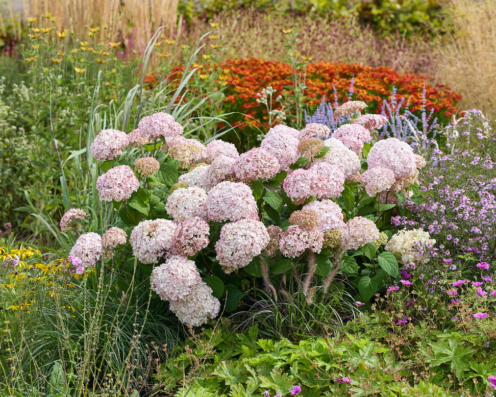 Hydrangea 'Stand Up Pink'