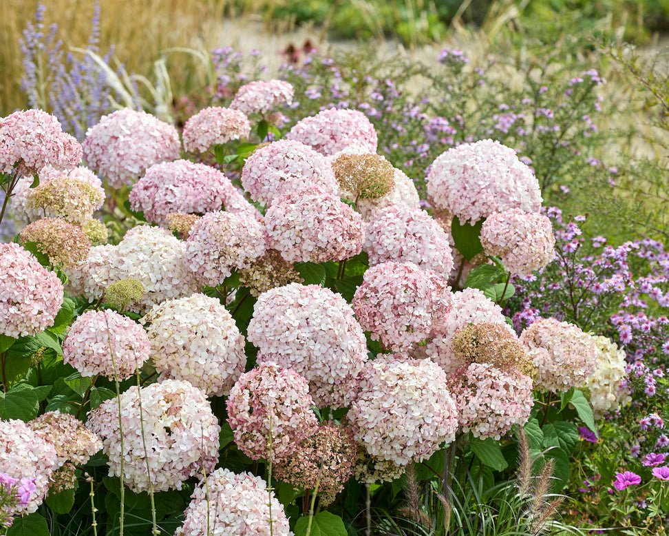 Hydrangea 'Stand Up Pink'