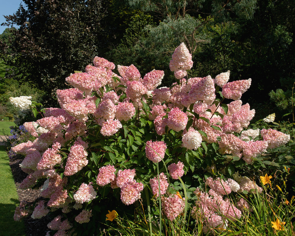 Hydrangea 'Vanille Fraise'