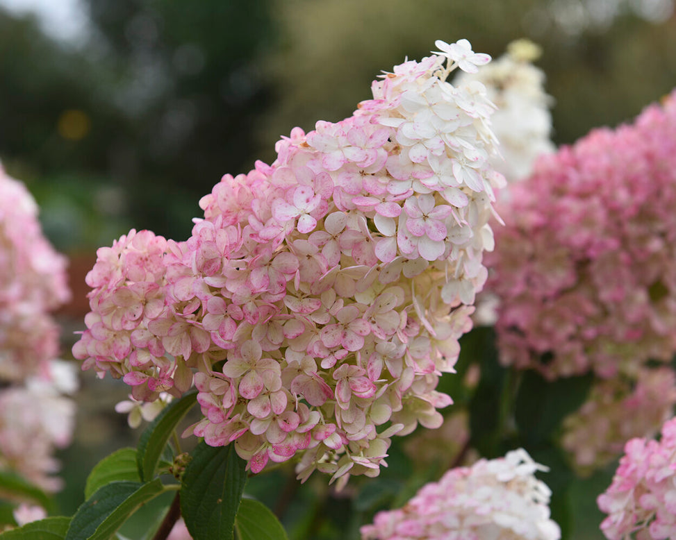 Hydrangea 'Vanille Fraise'