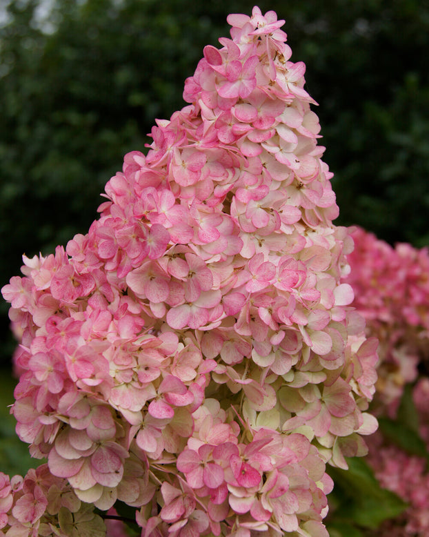 Hydrangea 'Vanille Fraise'