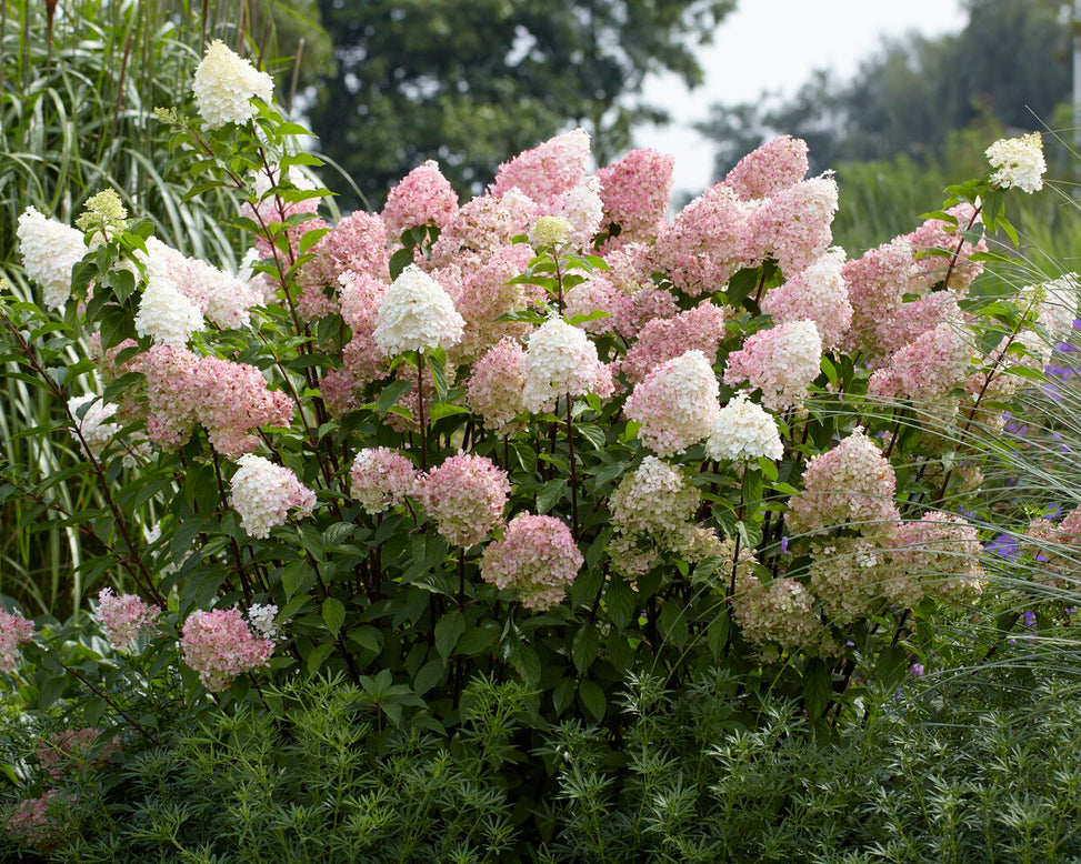 Hydrangea 'Vanille Fraise'